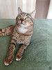 Полосатый молодой котик Кузя ищет дом 