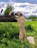 Щенок в добрые руки Алмаз