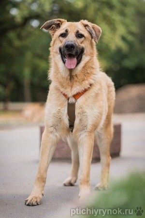 Очаровательный, солнечный Коржик мечтает встретить своего человека!