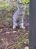 Кошке Дымке (2 года) нужен дом