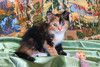 Котенок девочка трехцветная Розочка ищет дом