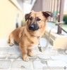 Ника маленькая собачка ищет дом!