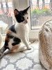 Надоевшие игрушки, три котенка и мама-кошка в добрые руки