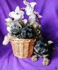 Щенки Shorkie