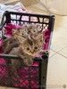Ласковые пушистые котята в добрые руки