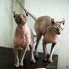 Мы срочно ищем дом, для двух семилетних котодетей.