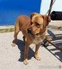 Брутальный пёс крепыш Бутч в добрые руки