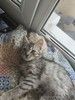 Котенок Сильва