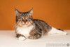 Красавица-кошка Яна с кисточками на ушках в добрые руки