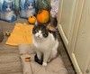 Очень срочно ищет дом котик РУБЛИК