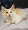 Красивый светленький котёнок в добрые руки