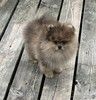 Померанский шпиц щенки