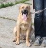 Смелый, умненький, жизнерадостный щенок Рэм в поисках своей родной семьи