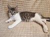 Темочка котик-подросток, в которого легко влюбиться с первого взгляда
