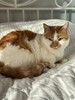 Кошечка Муля в добрые руки