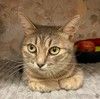 Серебристая кошечка Мисти в добрые руки