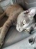 Мегаласкуша котик Нико в дар