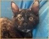 Суперласковая котенок-девочка Саманта в добрые руки