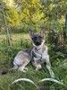 Ищет дом Катя — овчаристый подросток с сердцем котёнка!