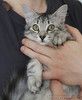 Серебряный котёнок Сильва в добрые руки