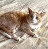 Уютный трогательный котик Малыш в добрые руки