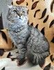 Надоевшая игрушка, шотландская кошечка Луша ищет дом