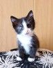 Ищут дом и добрые ручки особенные котята