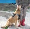 Дружелюбная собака -компаньон Пипа ищет дом!