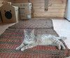 Красивая юная кошечка в добрые руки