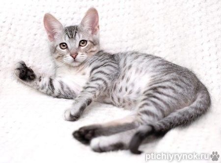Очаровательный котёнок Гудини в добрые руки