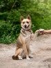 Бетти — та самая, Ваша идеальная собака, с которой просто хорошо