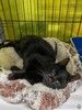 Настоящий черный принц Нолик ищет любящую семью и дом.