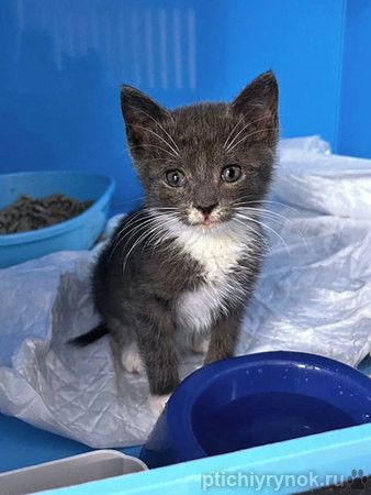 Спасенное солнышко котенок Алиса ищет дом