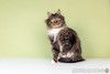 Молодая сибирская кошка Фасолька в добрые руки