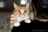 Солнечная кошечка Шани ищет дом