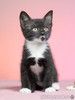 Чёрно-белые котята Ася и Люся в дар. 2,5 месяца