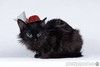 Метис девон-рекса черная кошечка Лора в добрые руки