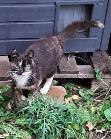 Молодая кошечка Люся ищет дои!