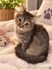 Котёнок Пушинка в добрые руки