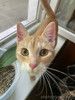 Кото-спаниель Сиена в добрые руки. 4-5 месяцев