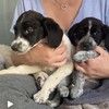 Щенки спаниеля в добрые руки