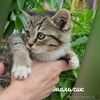 Котенок Шпротик — метис британской породы в добрые руки