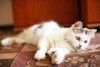 Кошка Маруся ищет дом одним животным.