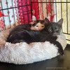 Ищут своё счастье котодетки Фунтик и Кола 