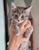 Малышка Арвен, чудесный серо-дымчатый котенок в добрые руки