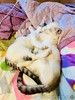 Очаровательный брат с сестричкой в возрасте 4х месяц ищут дом.