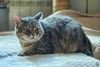 Котик Луня в добрые руки
