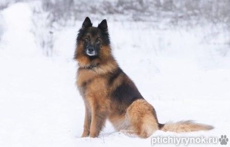  Чак бельгийская овчарка 6 лет