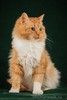 Пушистый красавец котик Персей в добрые руки