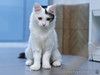 Элегантный красавец, молодой котик Гудвин ищет дом